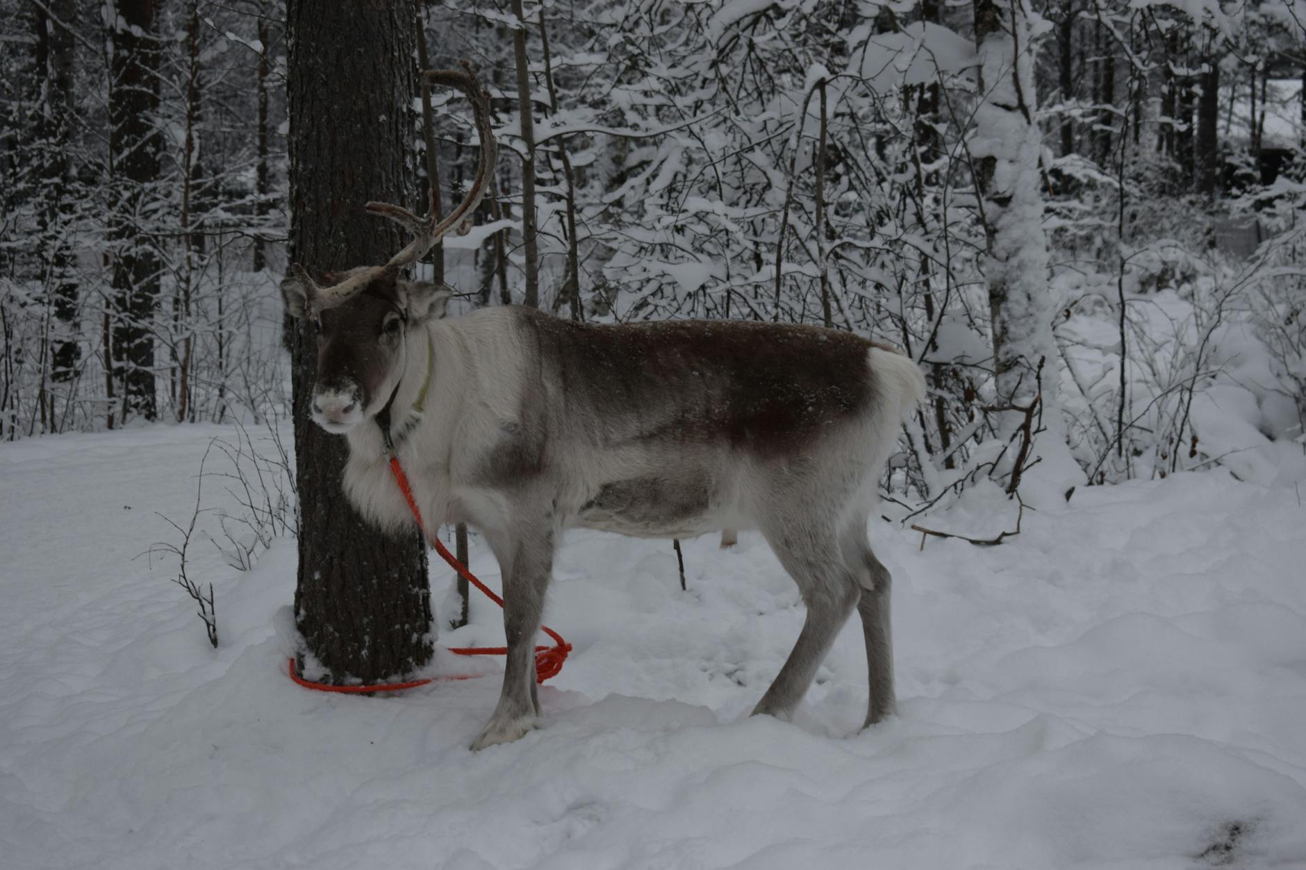 Uwiązany renifer przy drzewie w ośnieżonym lesie koło Rovaniemi