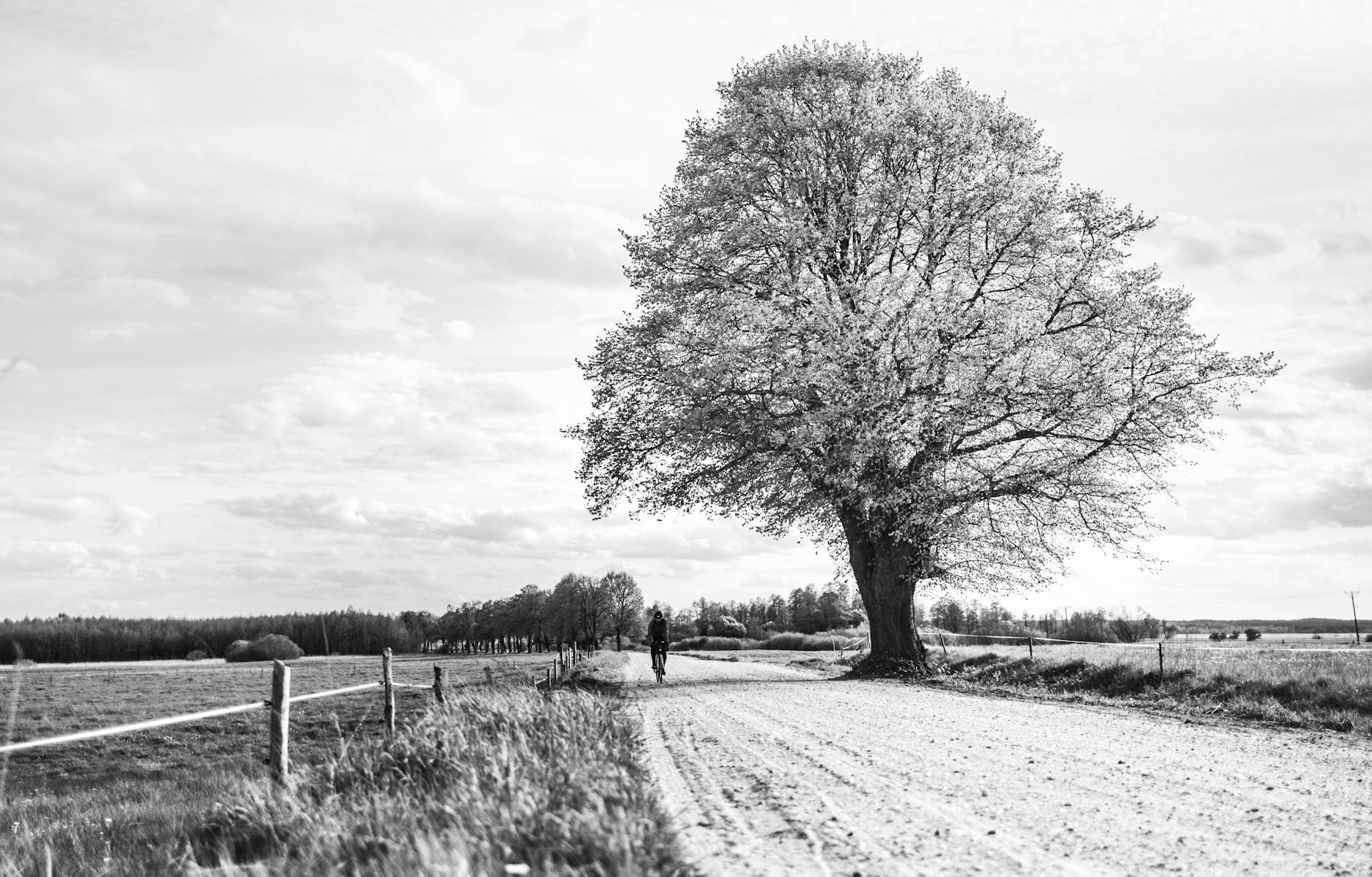 Samotny rowerzysta na wiejskiej drodze pod dużym drzewem, zdjęcie czarno-białe